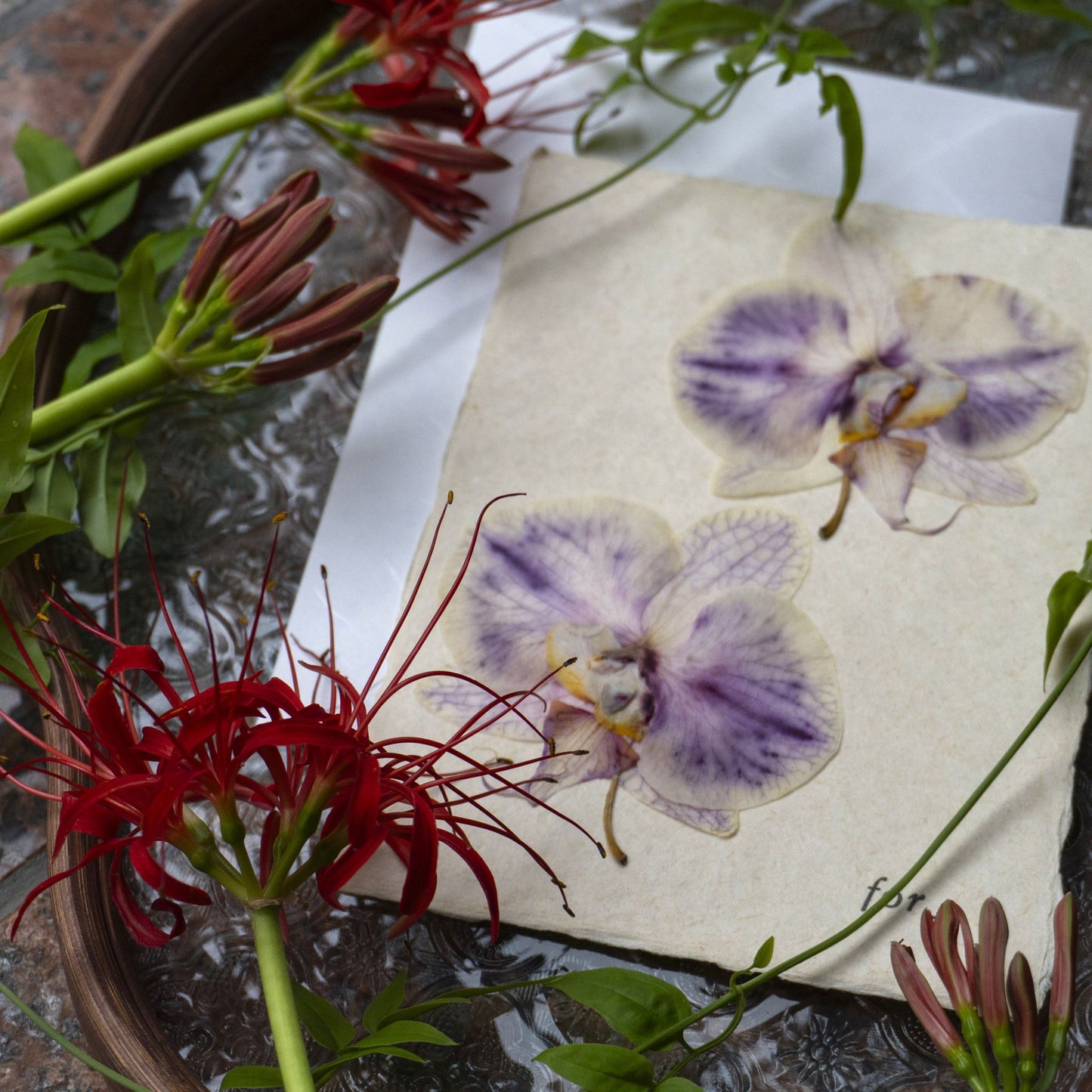 【 for the earth 】Postcard -Orchid-